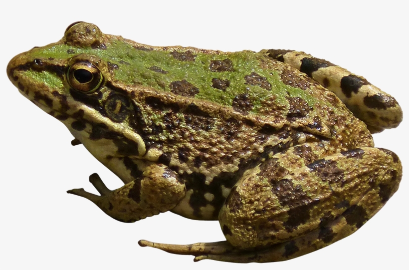 Free Png Frog Png Images Transparent - Frog Png, transparent png #154470