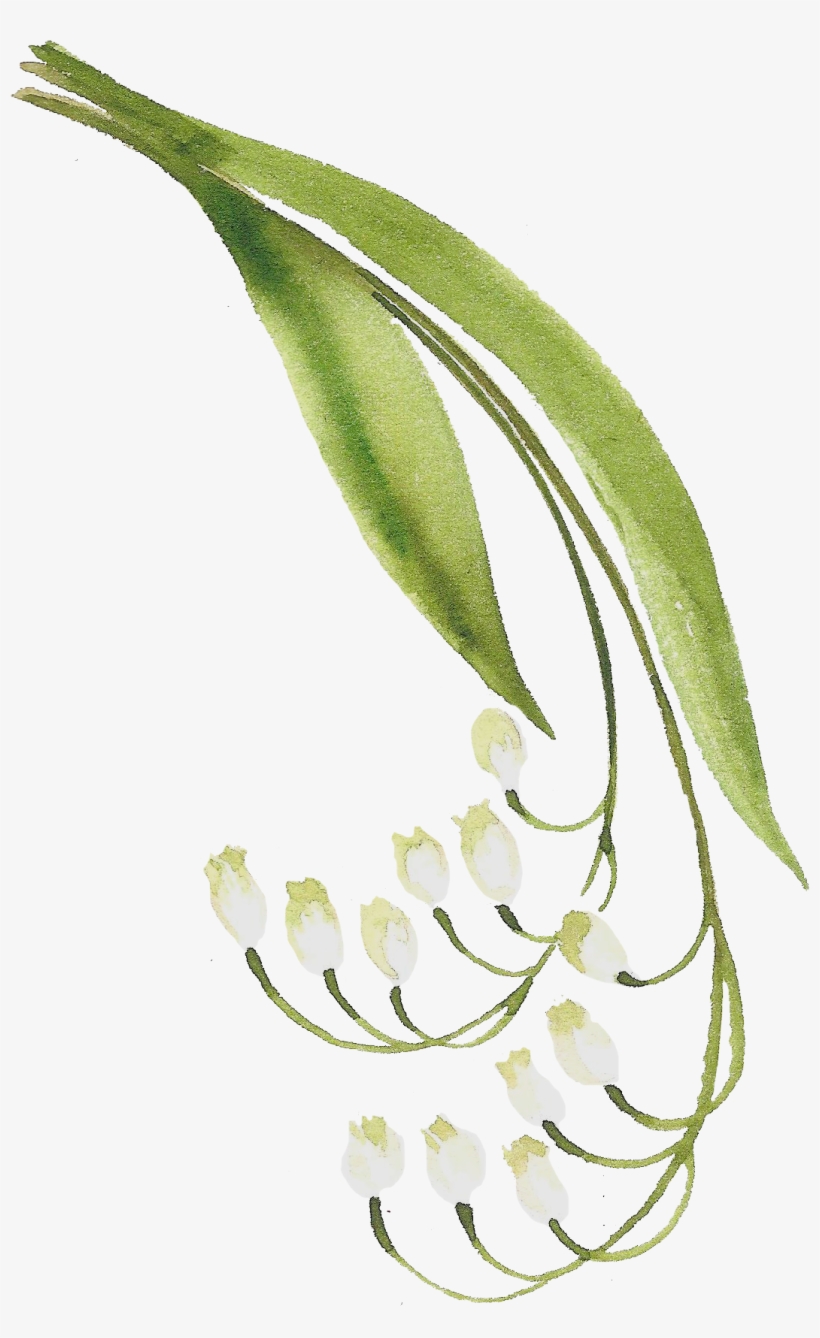 H916 - Lily Of The Valley, transparent png #154591