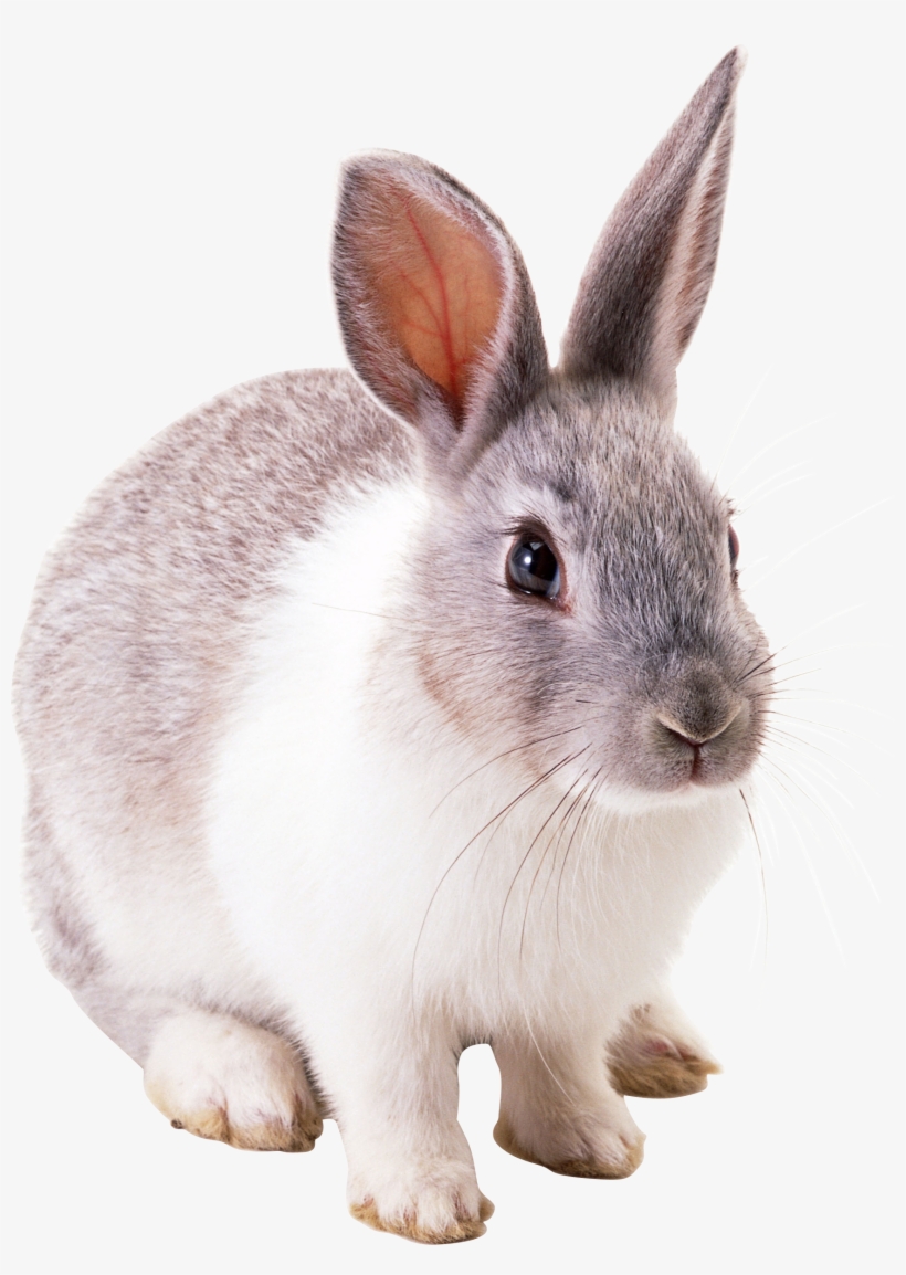 Rabbit Png Image - Transparent Picture Of Rabbits, transparent png #154782