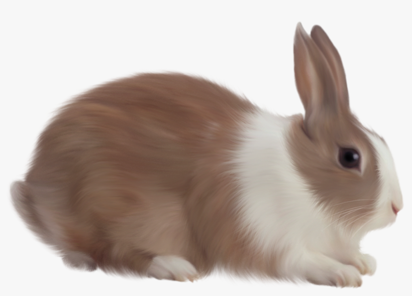 Rabbit Png Hd - Rabbit Png, transparent png #154803
