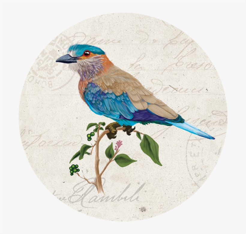 Indian Roller Bird - Mountain Bluebird, transparent png #154881