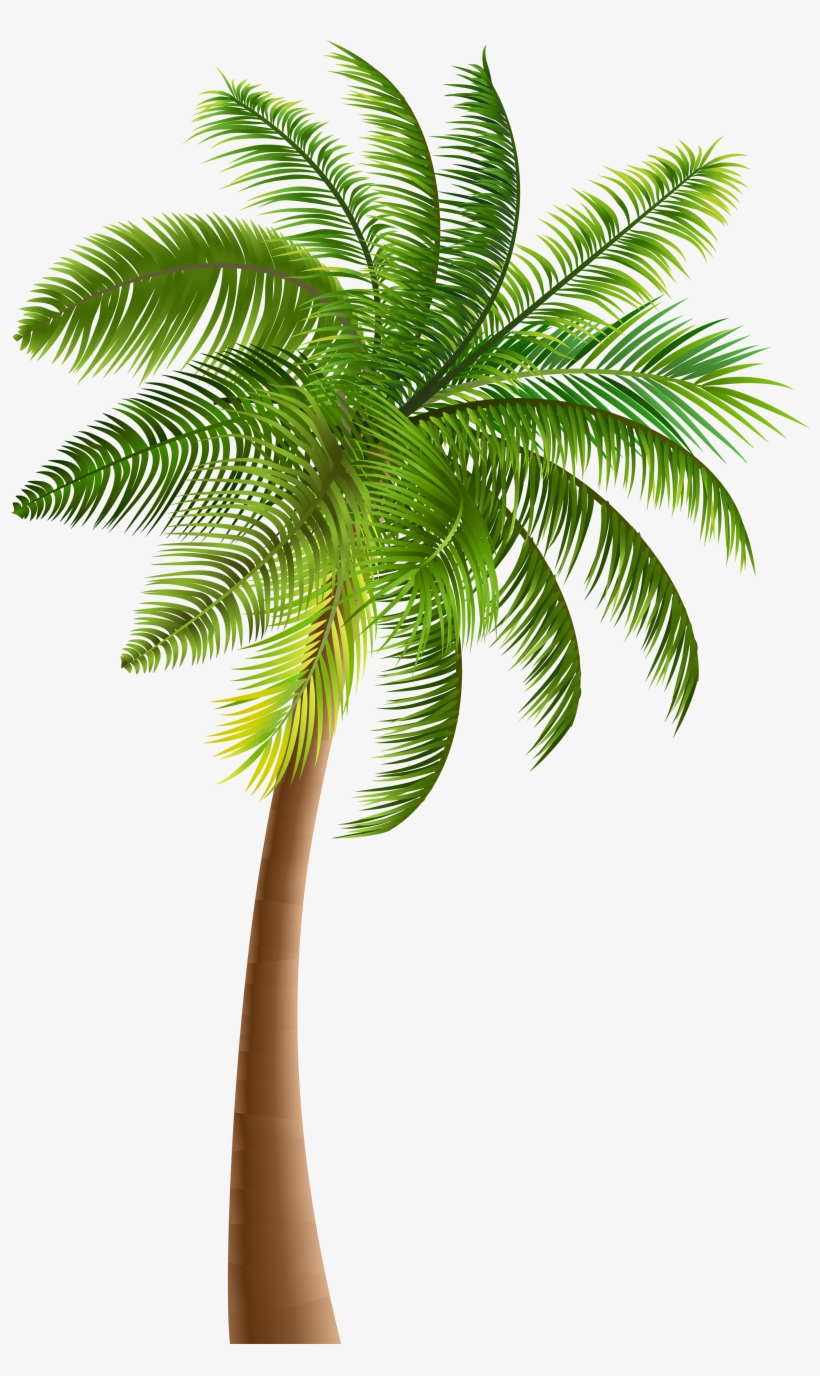Palmera De Coco Png - Free Transparent PNG Download - PNGkey Palmera De Coco Png - Free Transparent PNG Download - PNGkey