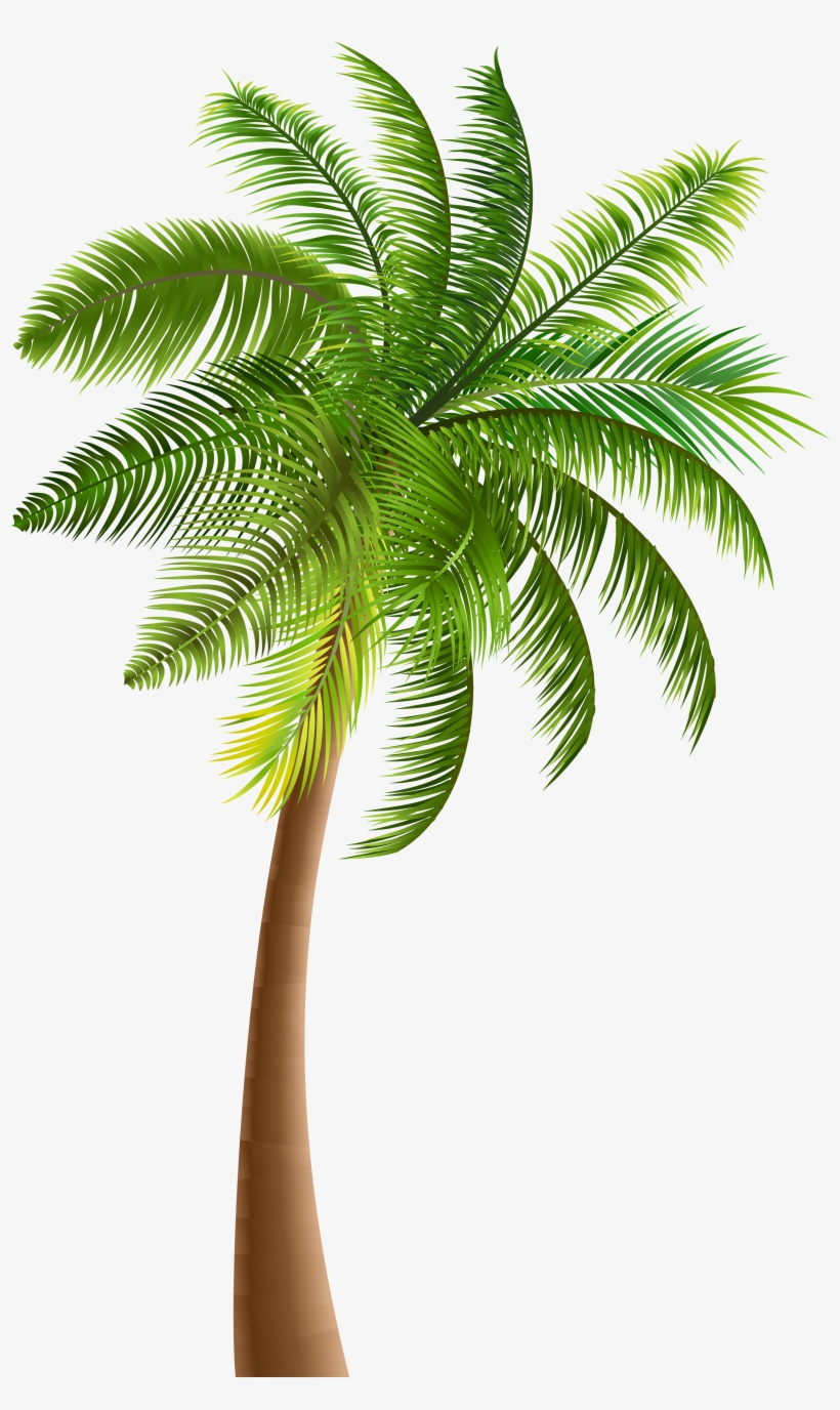 Palmera De Coco Png, transparent png #155560