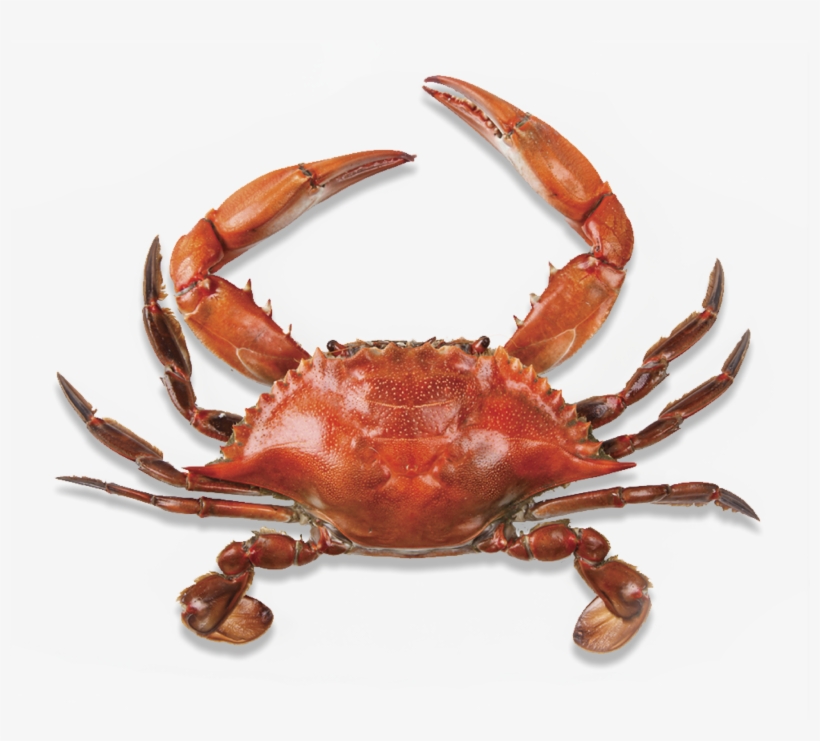 Crab Png, transparent png #155654