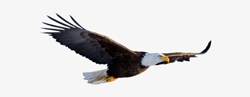 Eagle Png Images Transparent Free Download - Flying Eagle Transparent Background, transparent png #155828