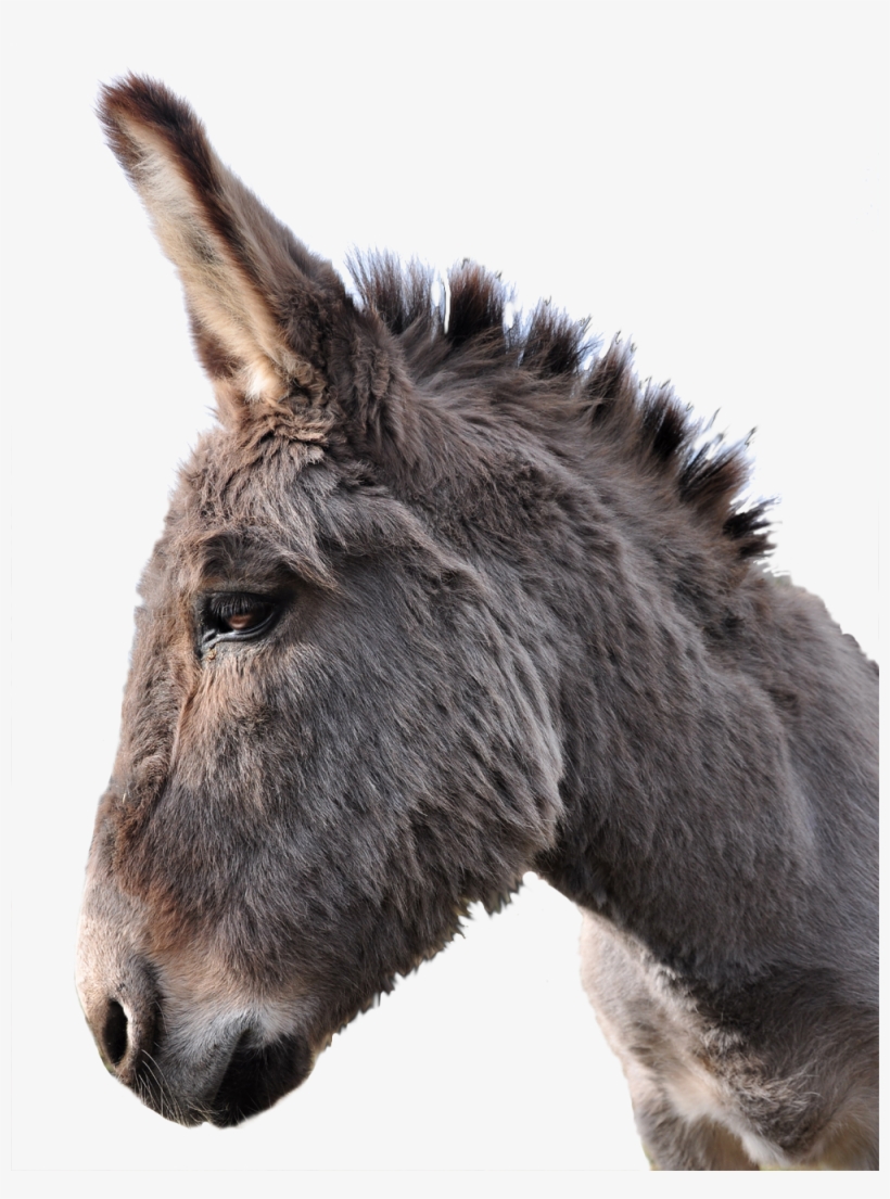 Donkey, transparent png #156079