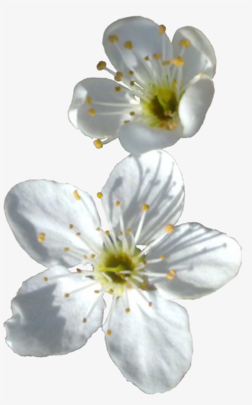 Spring Flower Png Transparent Image - Little White Flower Png, transparent png #156130
