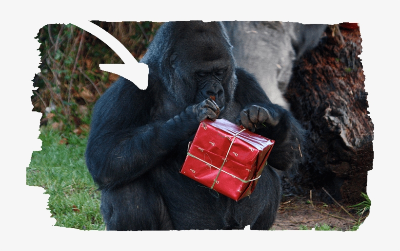Animal Experiences - Gorilla Christmas, transparent png #156154