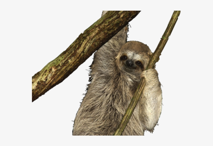 Sloth Png Transparent Images - Sloth Gif Transparent Background, transparent png #156421