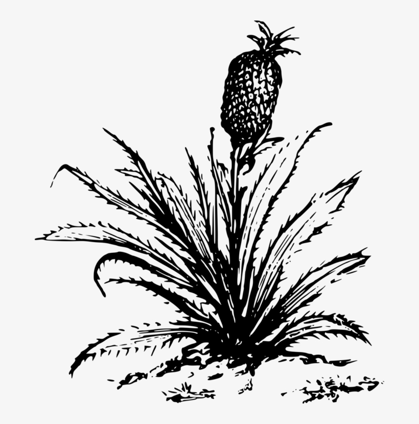 Pineapple Drawing Cartoon Plants - Big Plants Clip Art Black And White, transparent png #156443