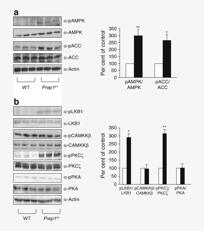 Liver Tissue From Prep1 I/ (black Bars) And Control - Amp-activated Protein Kinase, transparent png #156530