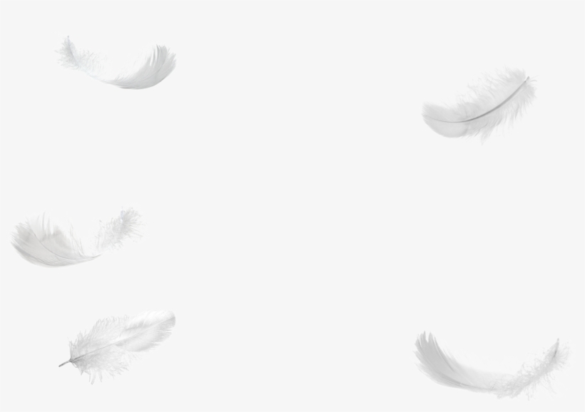 Feather, transparent png #156577