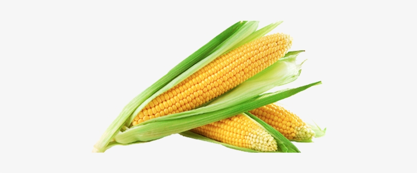 Sweet Corn Png Image - Sweet Corn, transparent png #157118