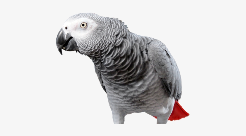 African Grey Parrot Transparent, transparent png #157188