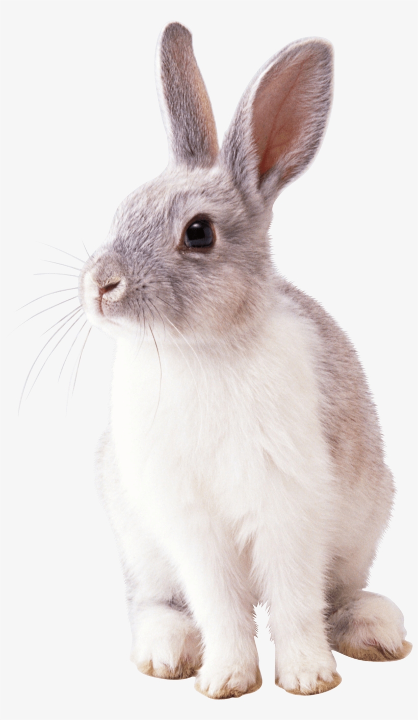 Free Png White Rabbit Png Images Transparent - Rabbit Png, transparent png #157225