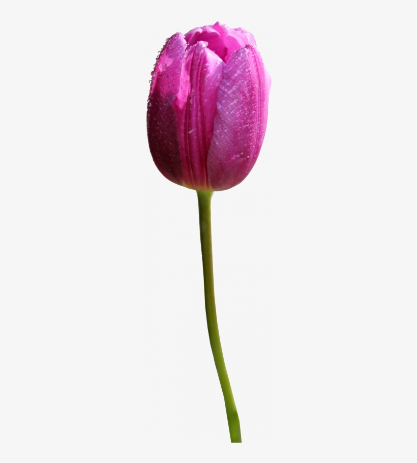 Tulip Transparent Purple - Purple Tulip Flower Png, transparent png #157246