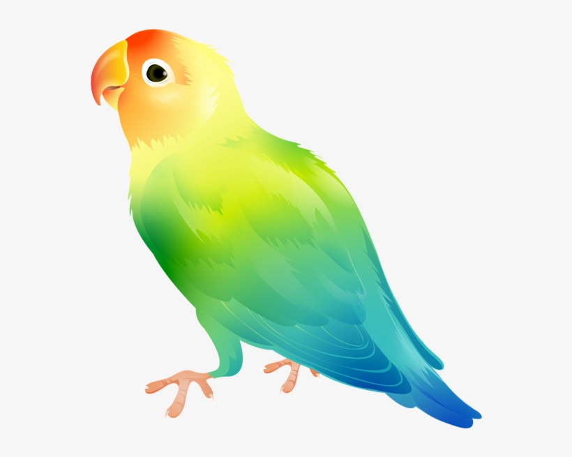 Banner Freeuse Library Parrot Png Clip Art Image Gallery - Clip Art Parakeet, transparent png #157267