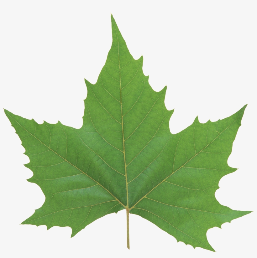 Green Leaves Png Image - Maple Leaf Vector, transparent png #157734