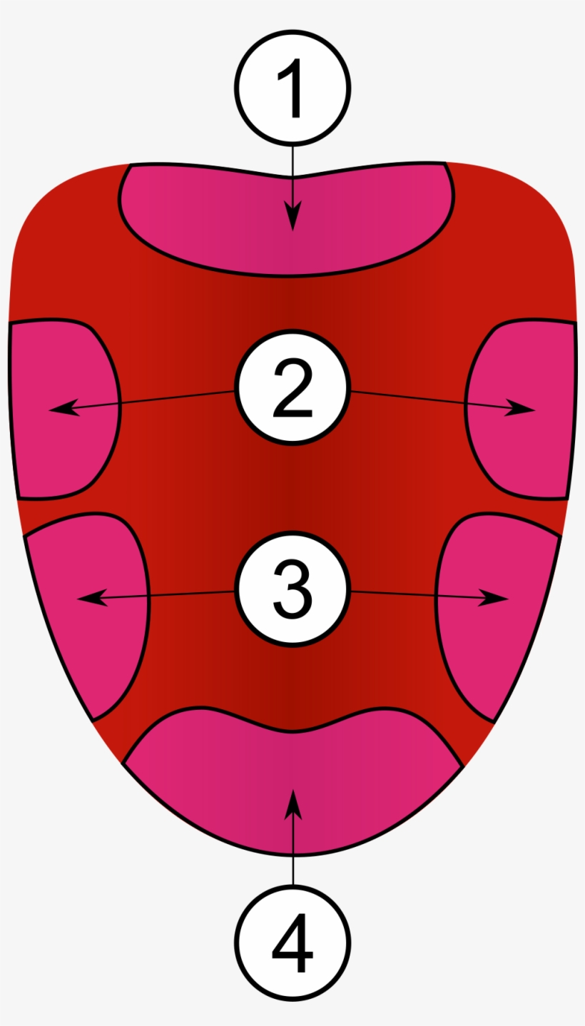 Tongue Clip Art - 4 Areas Of The Tongue, transparent png #158023