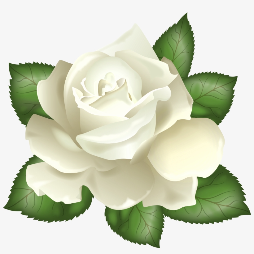 White Rose Transparent Background, transparent png #158043