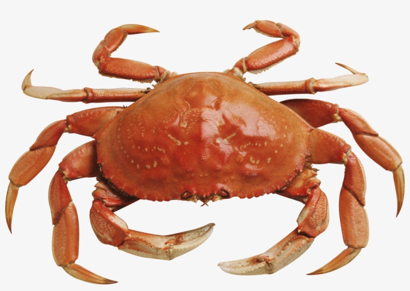 Crab Free Download Png - Crab Png, transparent png #158066