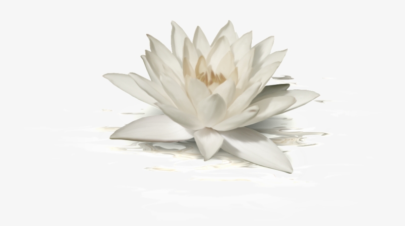 This Graphics Is White Lotus Transparent About Fashion,lotus,png - Portable Network Graphics, transparent png #158157