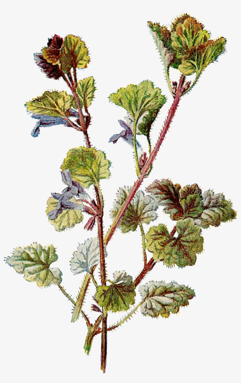 Vintage Daisy Clip Art 32 - Botanical Png, transparent png #158160