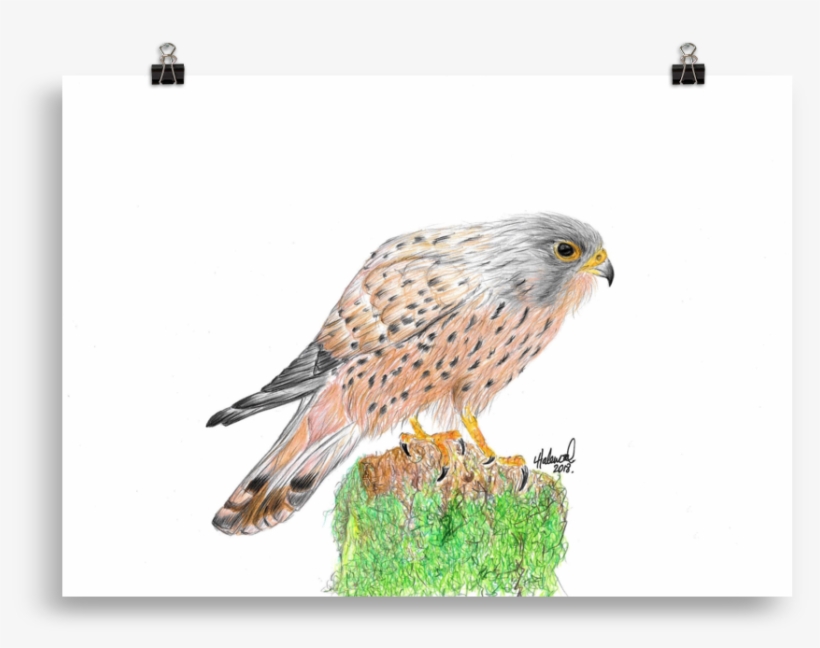 The Kestrel - Drawing, transparent png #158416