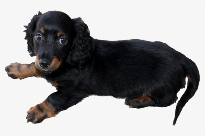 Long Haired Dachshund Puppy Png By Makiskan On Deviantart - Dachshund Puppy Transparent, transparent png #158694