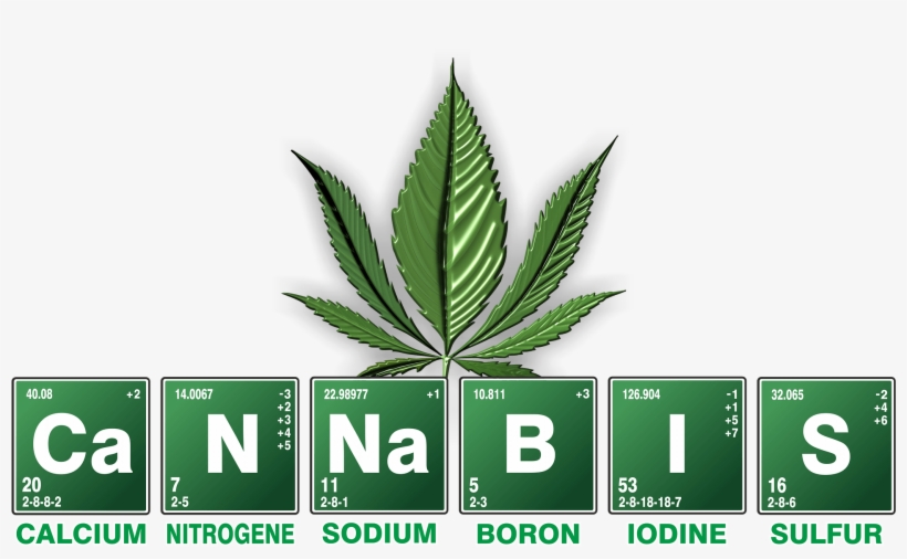 Picture - Cannabis Plant Anatomy Family, transparent png #158943