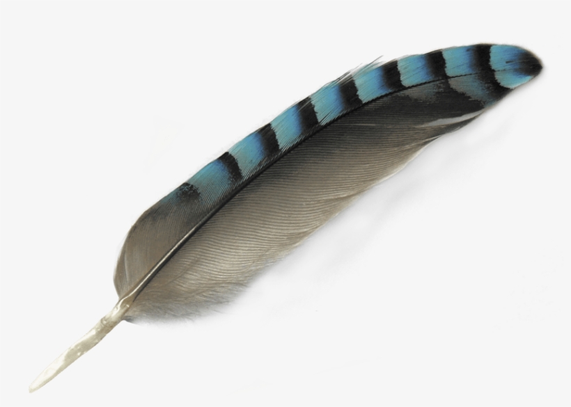 Free Png Feather Png Images Transparent - Feather Png, transparent png #159194
