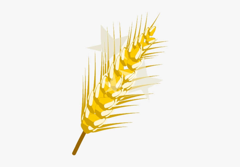 Golden Wheat, transparent png #159703
