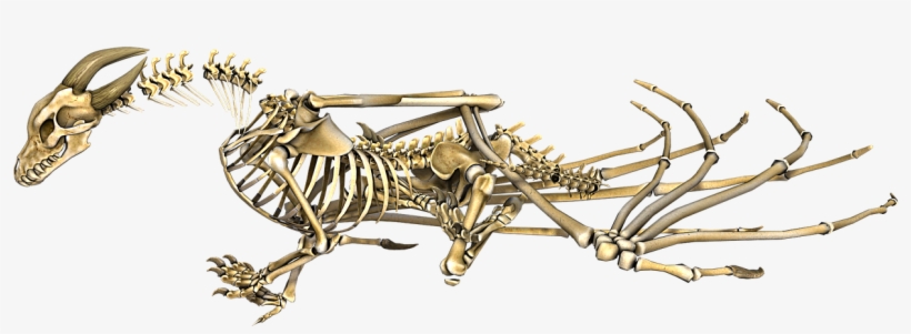 Dragon Skeleton Wings - Dragon Skeleton No Background, transparent png #1500505