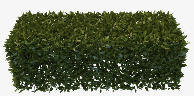Png Hedges Free - Yew Hedge Png, transparent png #1500738