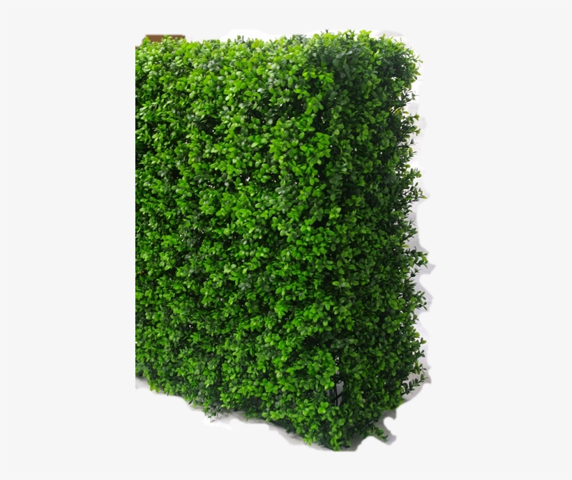 Boxwood Hedge Png - Green Hedge Png, transparent png #1500763