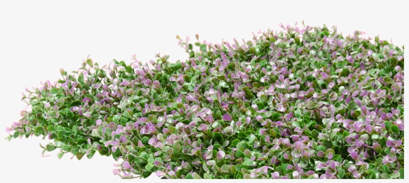$199 - - English Lavender, transparent png #1500959