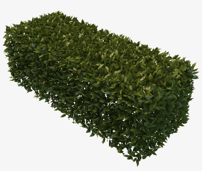 Best Free Hedges - Hedge Png, transparent png #1501288
