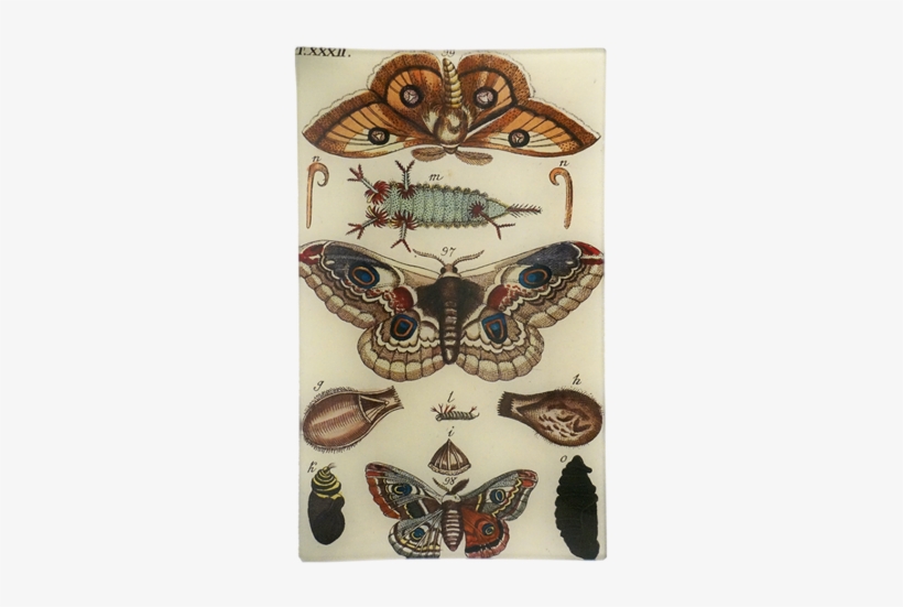 Moths Xxxii Moths Xxxii - Rectangle, transparent png #1502617
