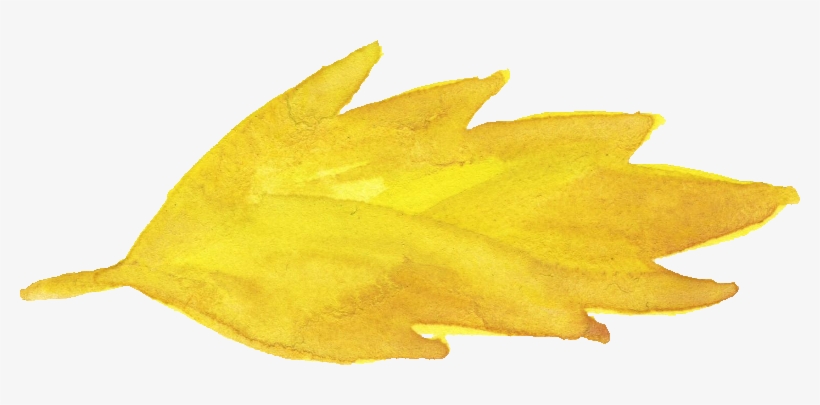Size 261 Kb 325 - Maple Leaf, transparent png #1502650