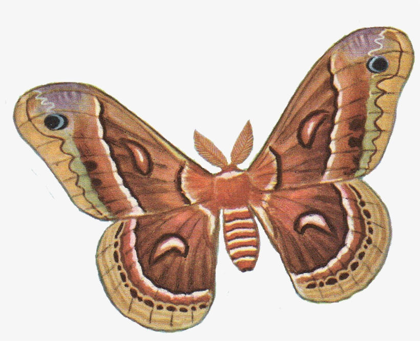 Moth Png Photos - Moth Clipart, transparent png #1502695