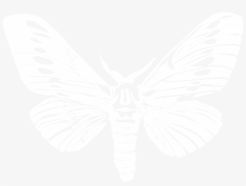 Moth, transparent png #1502699