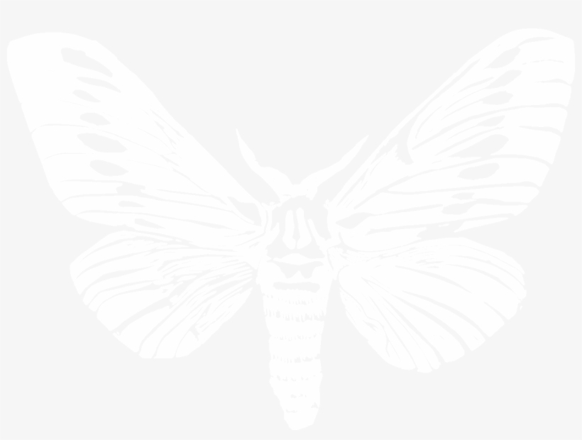 Moth, transparent png #1502699