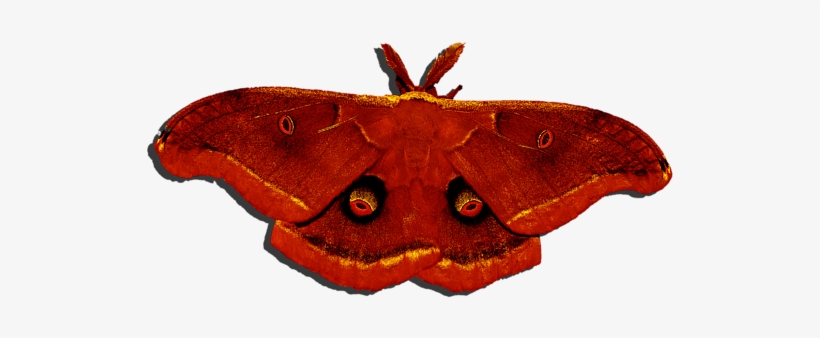 Click And Drag To Re-position The Image, If Desired - Pink And Purple Moth, transparent png #1502722