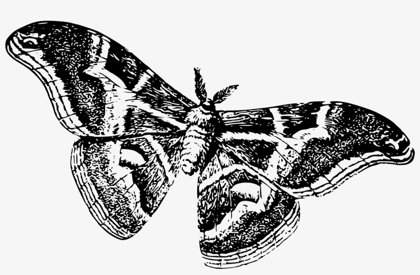 This Free Icons Png Design Of Silkworm As A Moth, transparent png #1502748