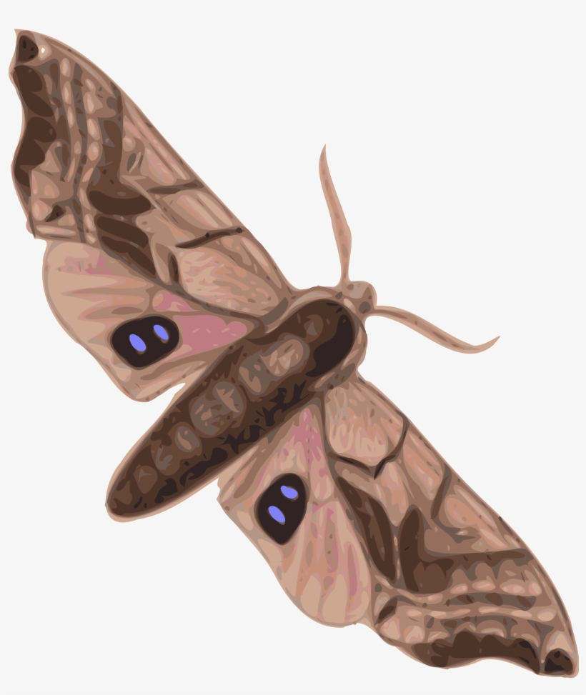 Big Image - Moth Clipart, transparent png #1502791