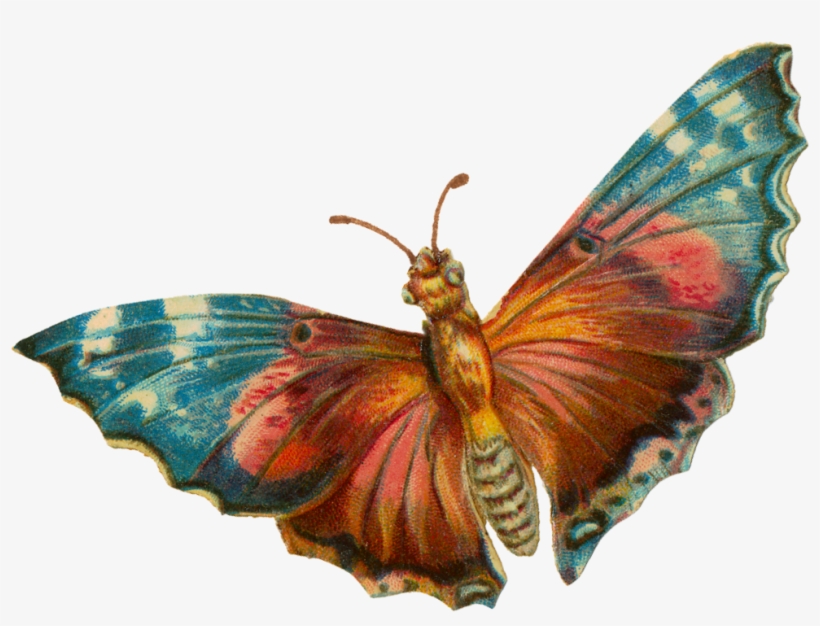 A Terrific Moth For Your Halloween Projects - Vintage Moth Png, transparent png #1502817