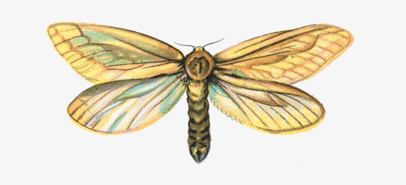 320 × 150 Picsel - Hepialus Humuli, transparent png #1502983