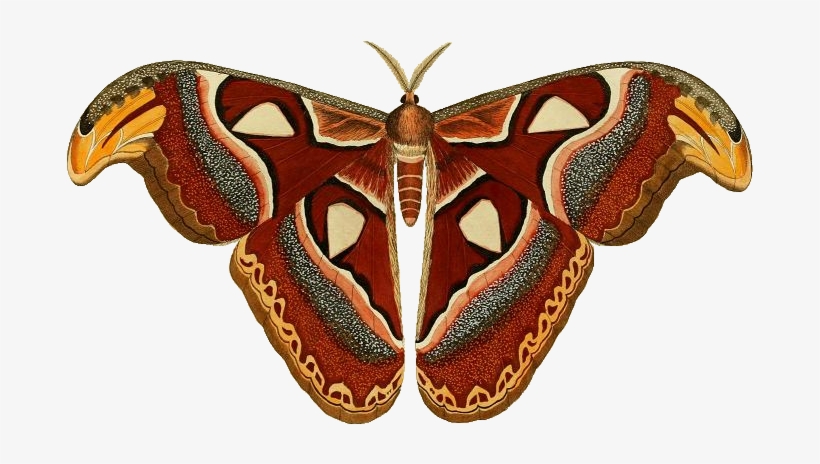 Attacus Atlas Ill - Atlas Moth Png, transparent png #1503003