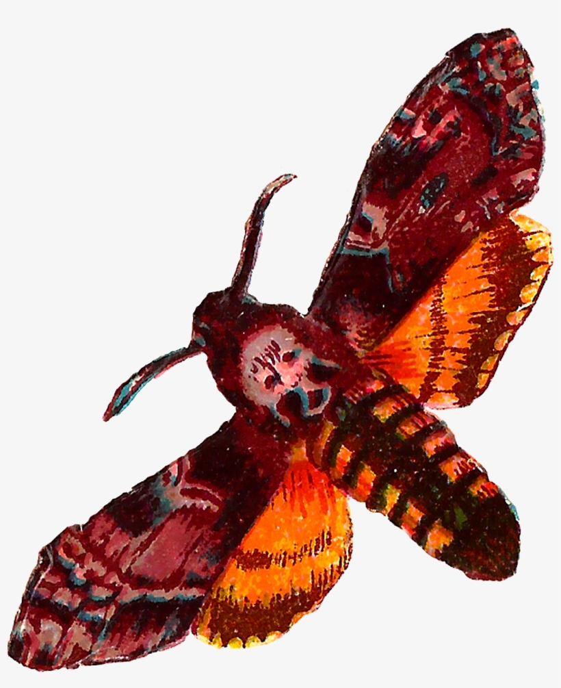 Shabby Moth Images - Death Head Moth Png, transparent png #1503023