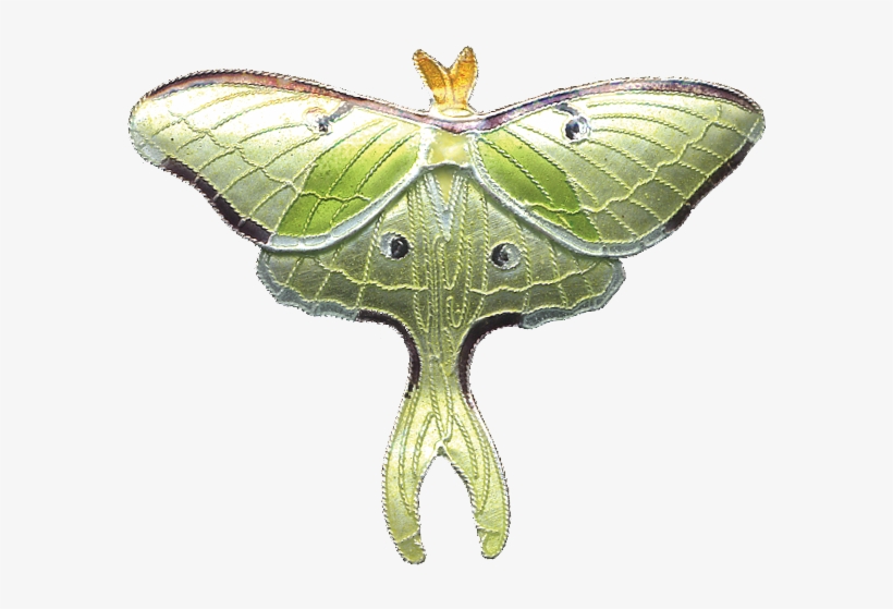 Luna Moth Pin, transparent png #1503153